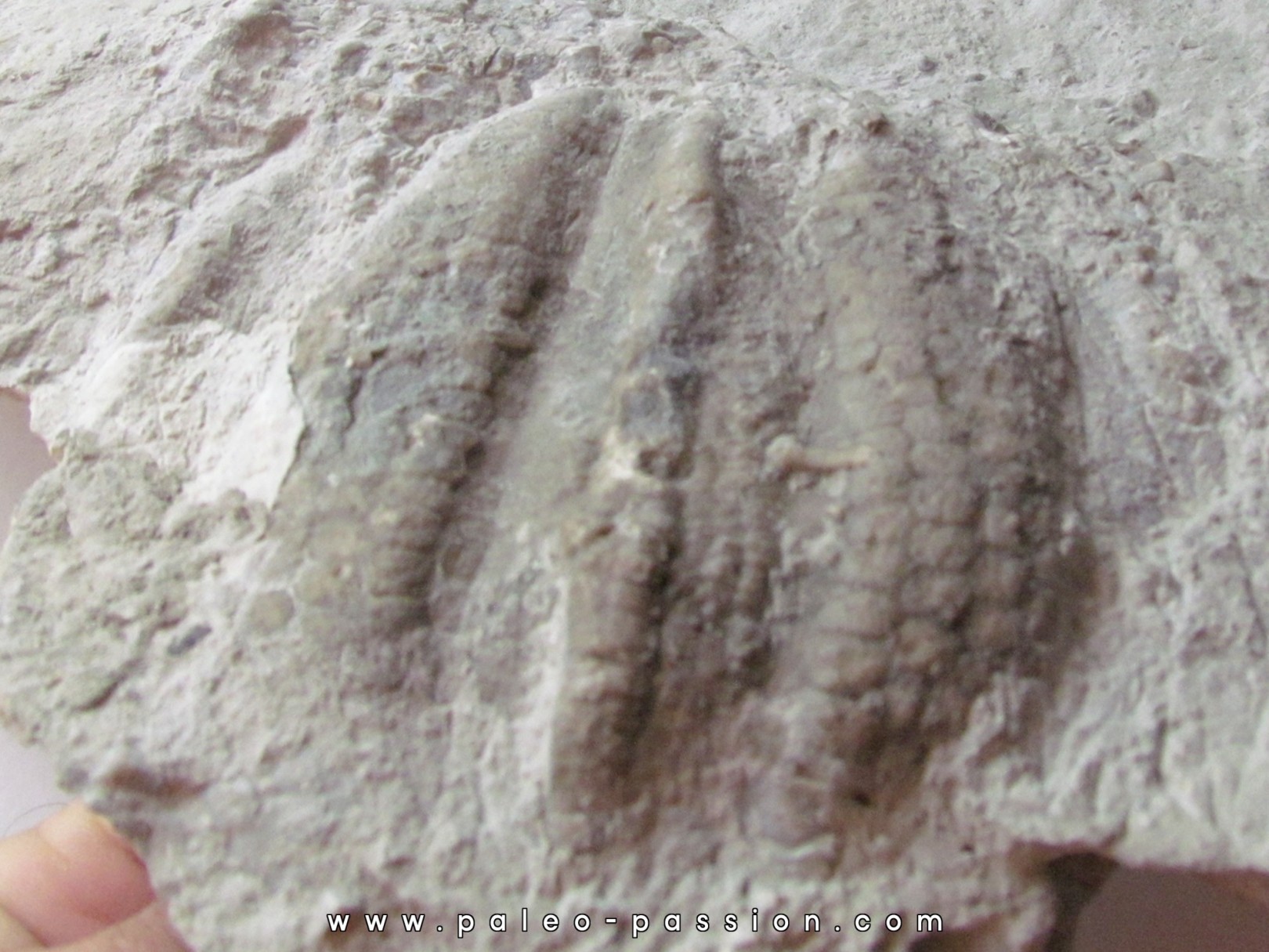 Melonechinus multiporsus