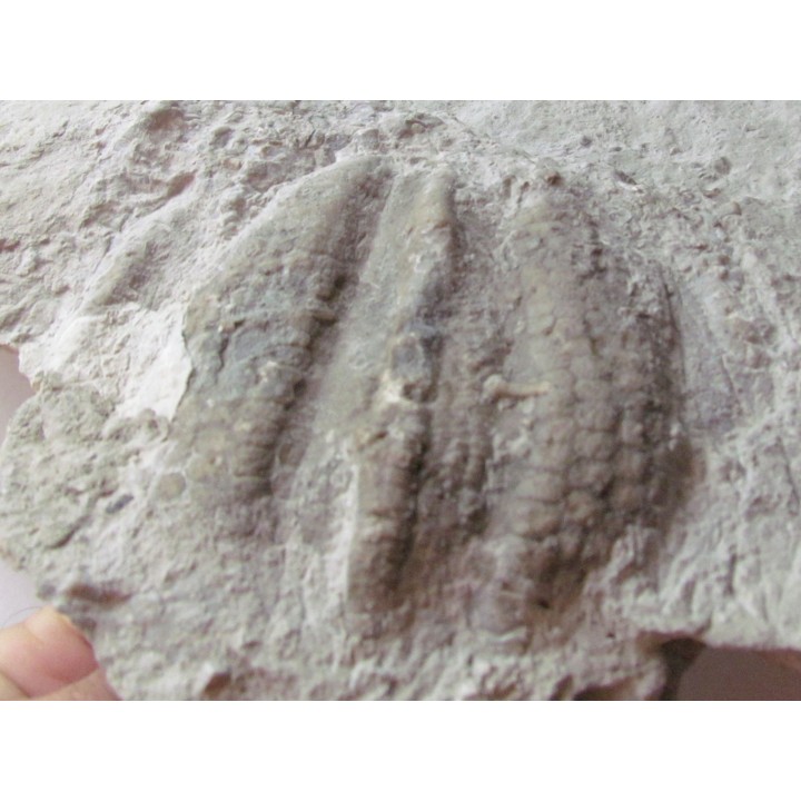 Melonechinus multiporsus 