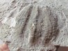 Melonechinus multiporsus