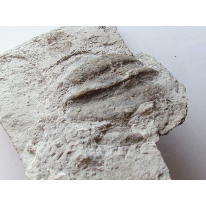 Melonechinus multiporsus 