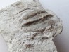 Melonechinus multiporsus