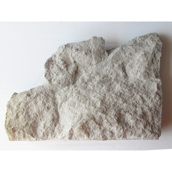 Melonechinus multiporsus 