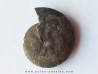 PARAPOPANOCERAS MALMGRENI (1)