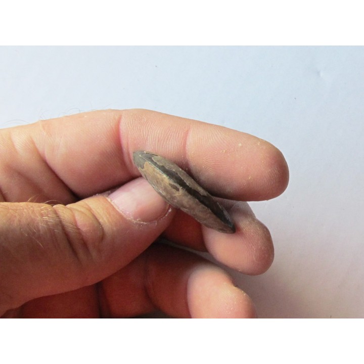 PARAPOPANOCERAS MALMGRENI (1)