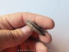 PARAPOPANOCERAS MALMGRENI (1)