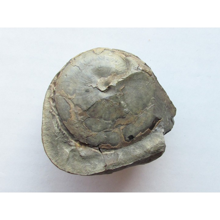 PARAPOPANOCERAS MALMGRENI (2)