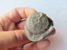 PARAPOPANOCERAS MALMGRENI (2)