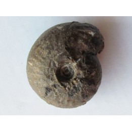 ARISTOPTYCHITES EUGLYPHUS (1)