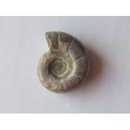 EOGAUDRYCERAS  UMBILICOSTRIATUS