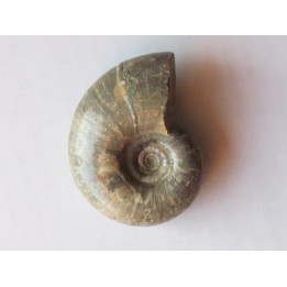 Eogaudryceras malandiandrensis 