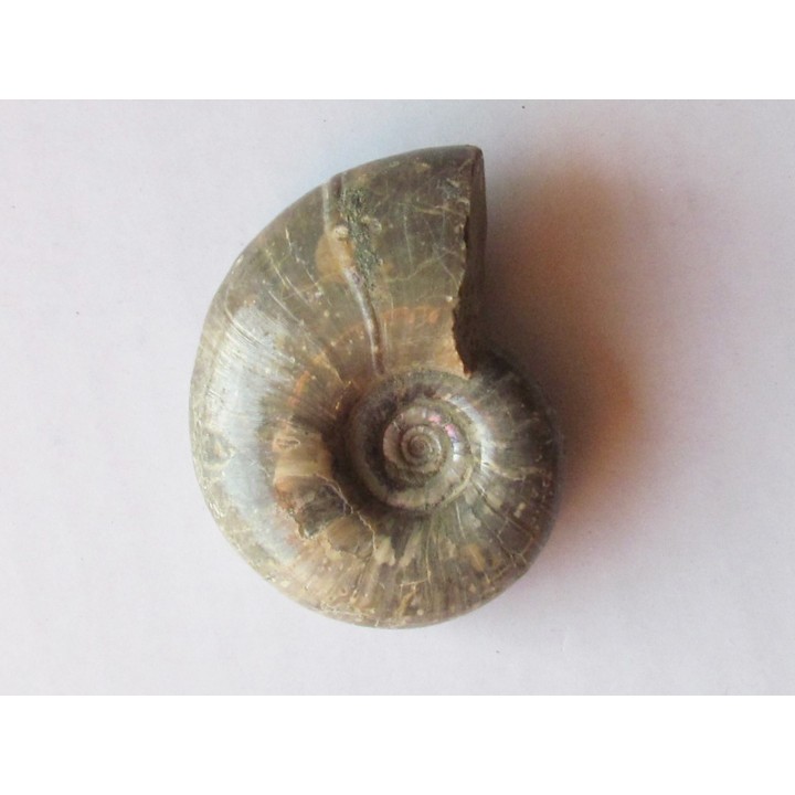 Eogaudryceras malandiandrensis 