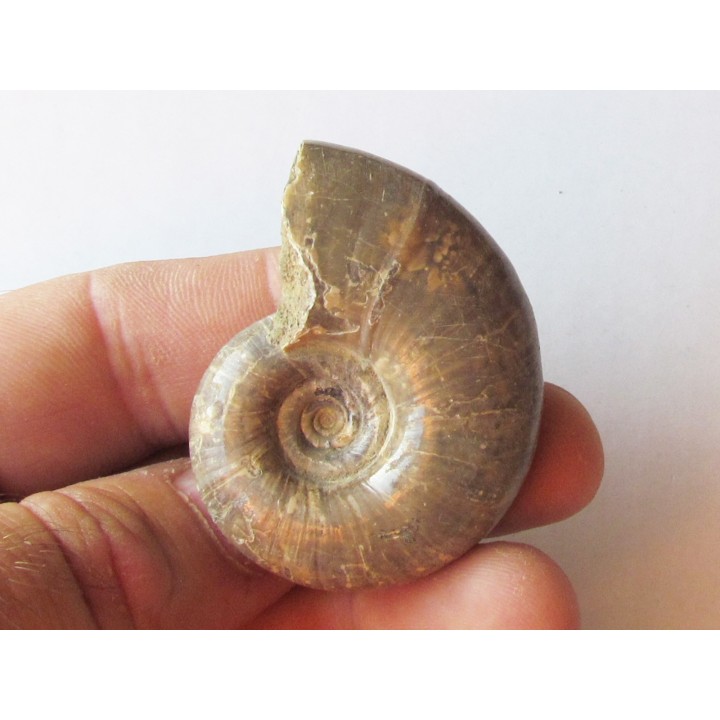 Eogaudryceras malandiandrensis 