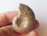Eogaudryceras malandiandrensis 