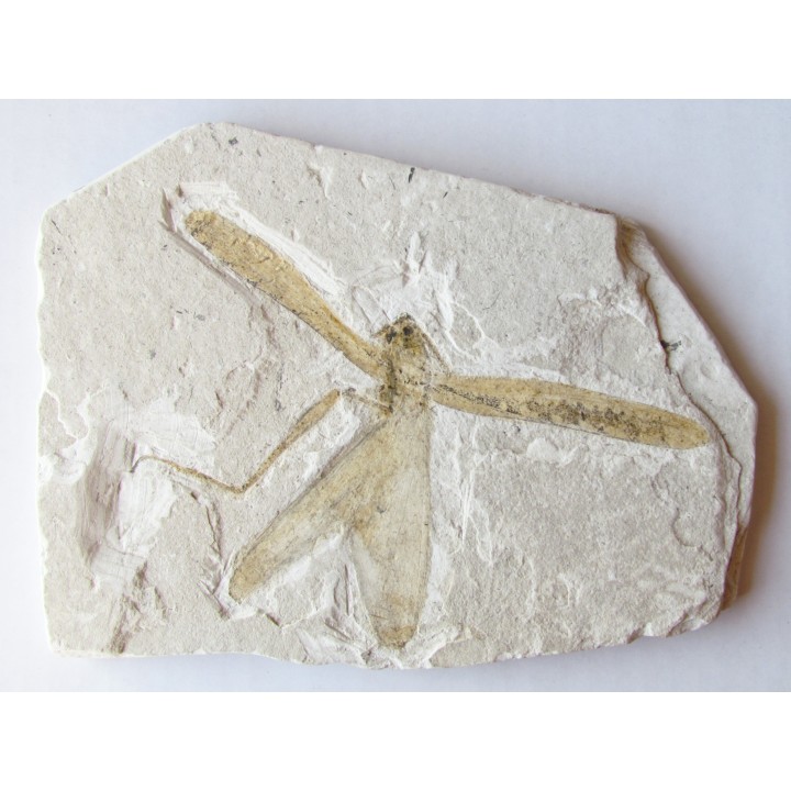 TETTIGONIA (sauterelle verte) - France -  Massif du Coiron - saint Bauzile (2)