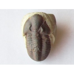 Ditomopyge scitula (1)