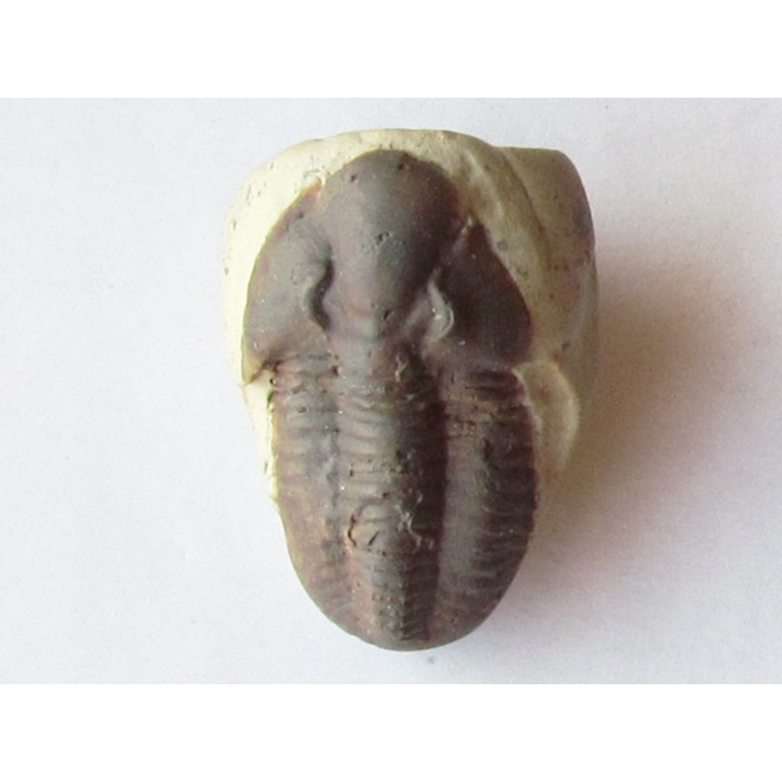 Ditomopyge scitula (1)