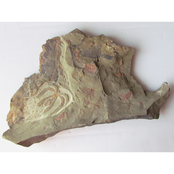 Furca mauretanica