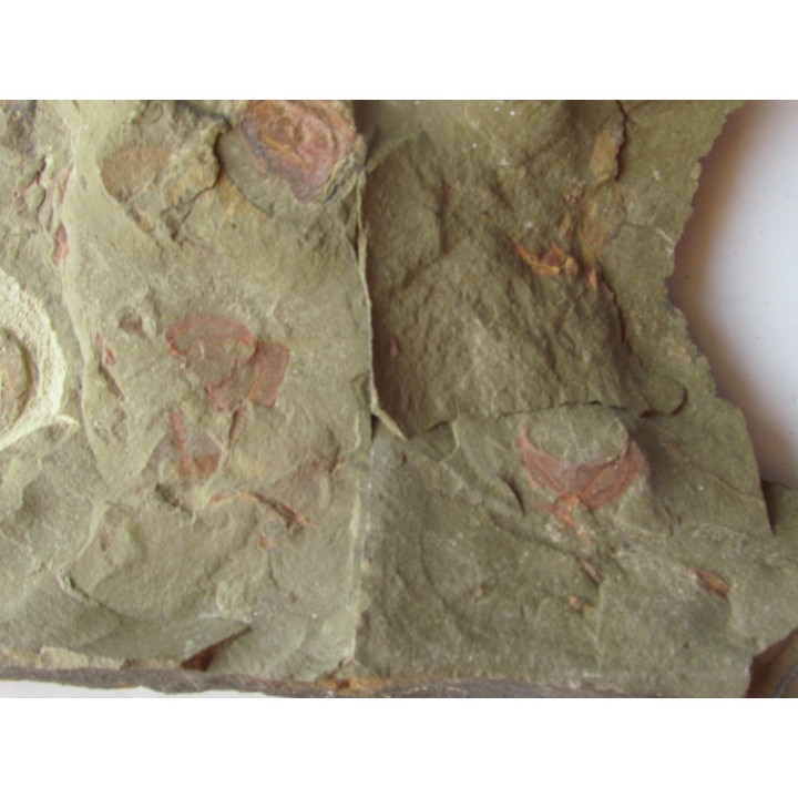 Furca mauretanica