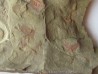 Furca mauretanica