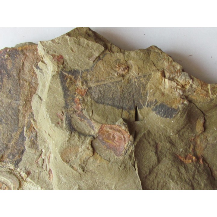 Furca mauretanica