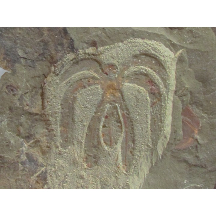 Furca mauretanica