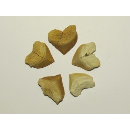shark teeth (set of 5): SQUALICORAX PRISTODONTUS (1)