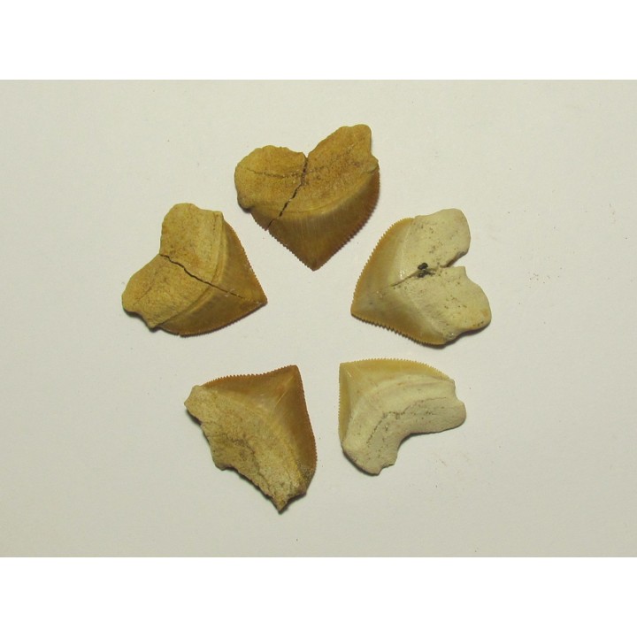 shark teeth (set of 5): SQUALICORAX PRISTODONTUS (1)