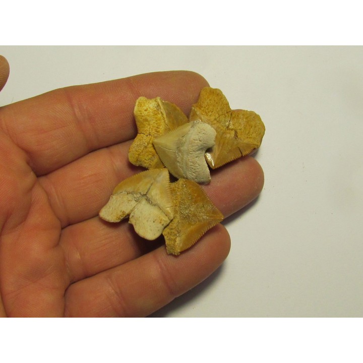 shark teeth (set of 5): SQUALICORAX PRISTODONTUS (1)