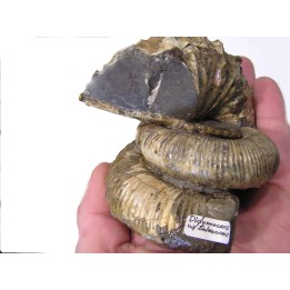 ACRIOCERAS SARASINI et PTYCHOPHYLLOCERAS