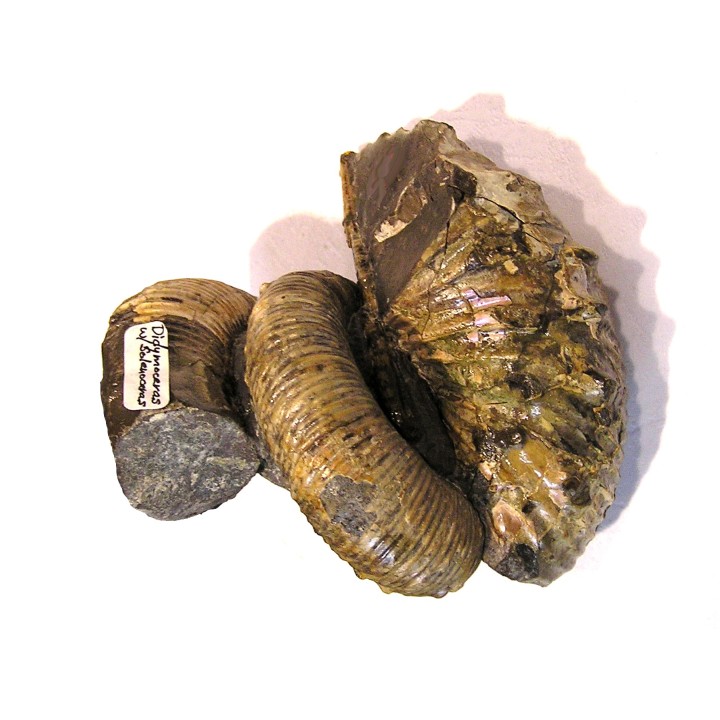 ACRIOCERAS SARASINI et PTYCHOPHYLLOCERAS