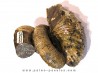 ACRIOCERAS SARASINI et PTYCHOPHYLLOCERAS