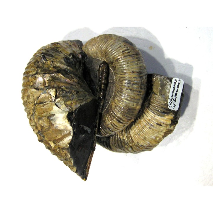 ACRIOCERAS SARASINI et PTYCHOPHYLLOCERAS