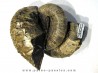 ACRIOCERAS SARASINI et PTYCHOPHYLLOCERAS