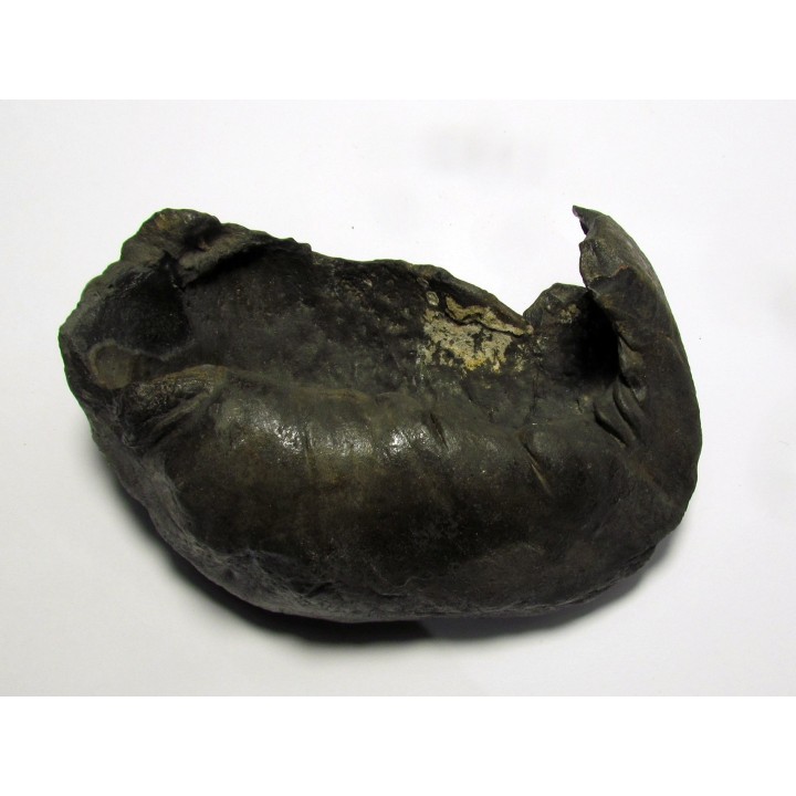 whale earbone (6)
