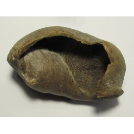 bulla tympani (7)