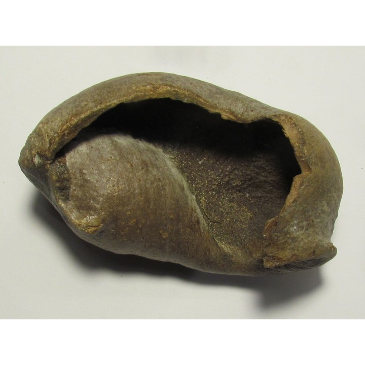 bulla tympani (7)