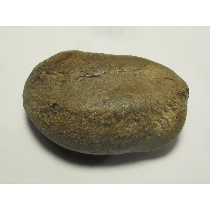 bulla tympani (7)