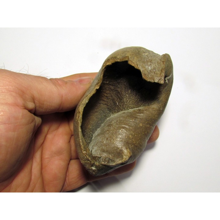bulla tympani (7)