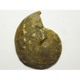goniatite: Maeneceras  subvaricatum  (1)