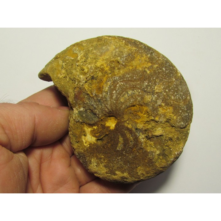 goniatite: Maeneceras  subvaricatum  (1)