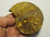 goniatite: Maeneceras  subvaricatum  (1)