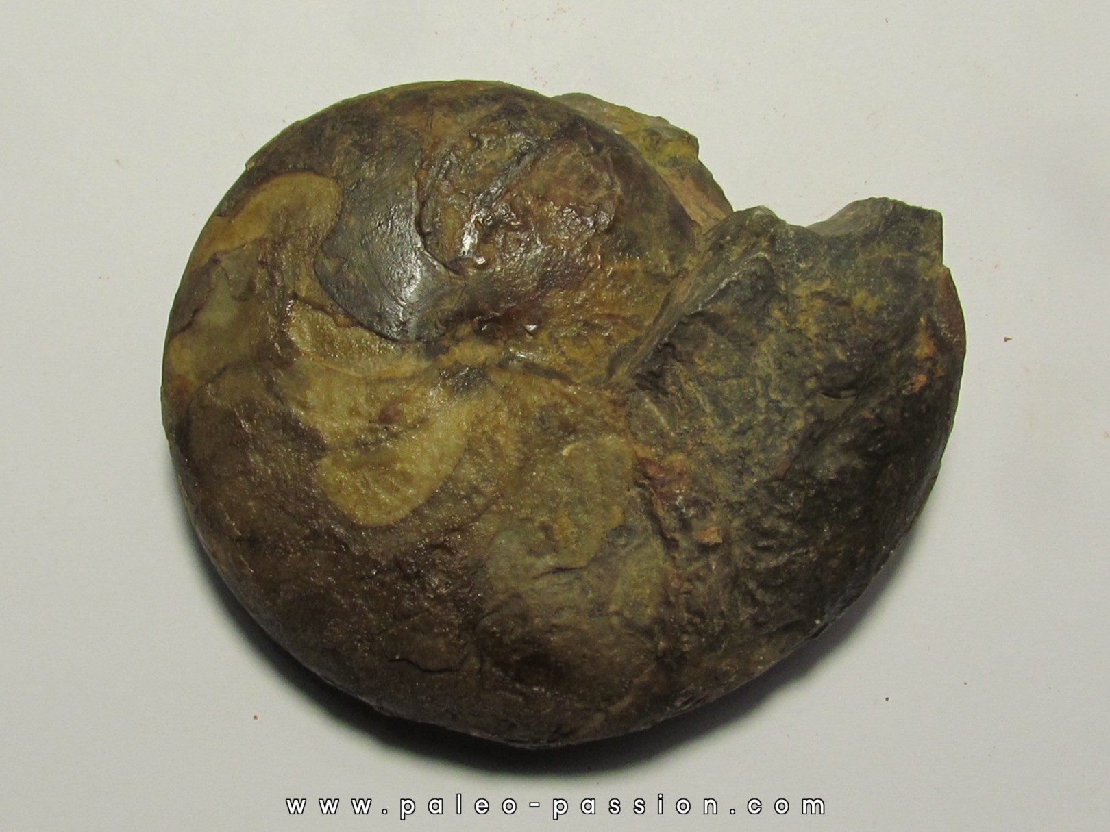 goniatite: Maeneceras subvaricatum (2)