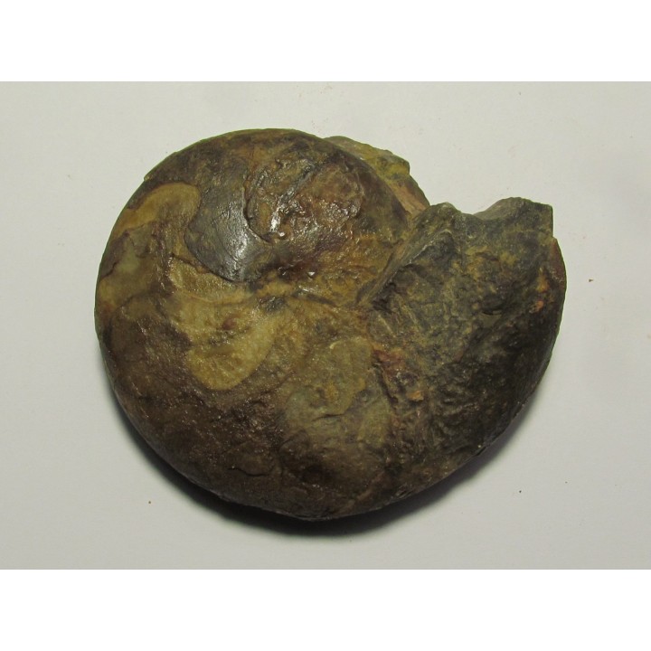 goniatite: Maeneceras  subvaricatum  (2)