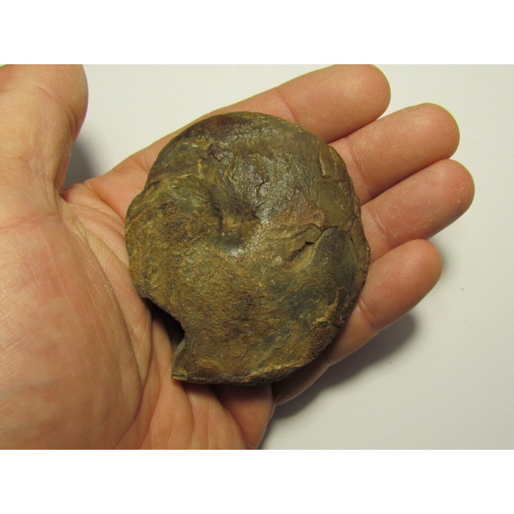 goniatite: Maeneceras  subvaricatum  (2)