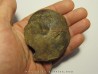 goniatite: Maeneceras subvaricatum (2)
