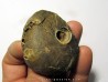 goniatite: MAXIGONIATITES SAOURENSIS (1)