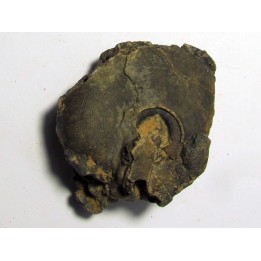 goniatite: MAXIGONIATITES SAOURENSIS  (2)