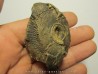 goniatite: MAXIGONIATITES SAOURENSIS  (2)