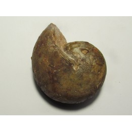 goniatite: SPORADOCERAS ORBICULARE  (1)