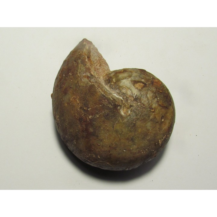 goniatite: SPORADOCERAS ORBICULARE  (1)